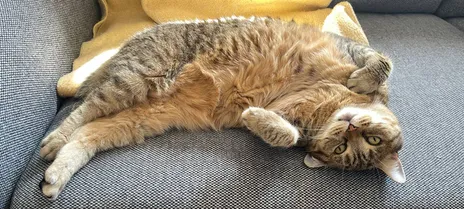 Maika, my cat